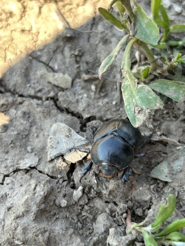 Pentodon idiota