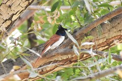 Terpsiphone paradisi leucogaster