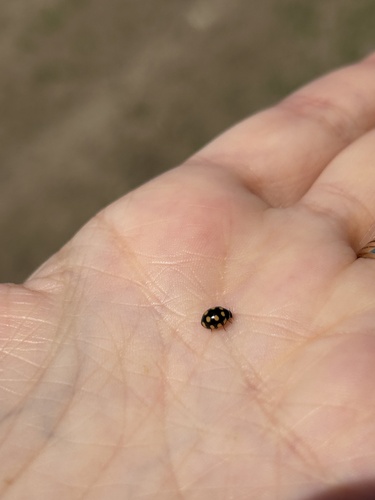 Coccinula quatuordecimpustulata