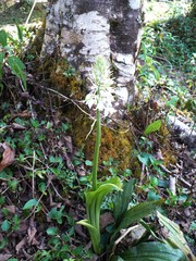 Calanthe calanthoides