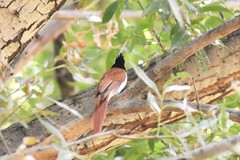 Terpsiphone paradisi leucogaster