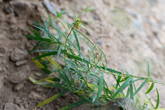 Vincetoxicum sibiricum