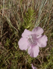 Agalinis densiflora