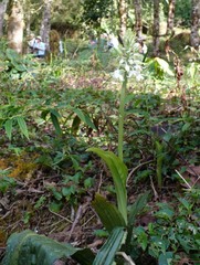 Calanthe calanthoides