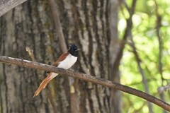 Terpsiphone paradisi leucogaster