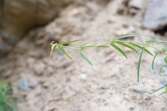 Vincetoxicum sibiricum