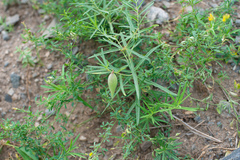 Vincetoxicum sibiricum