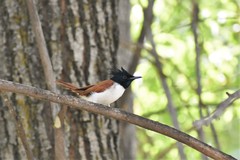 Terpsiphone paradisi leucogaster