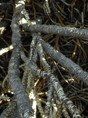 Veronica hectorii demissa