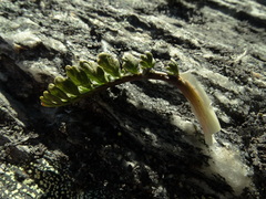 Anisotome flexuosa