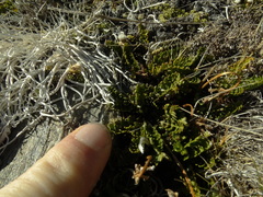 Anisotome flexuosa