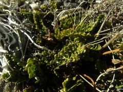 Anisotome flexuosa