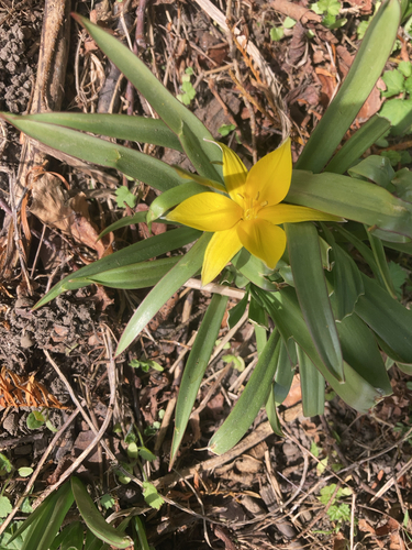 Tulipa urumiensis