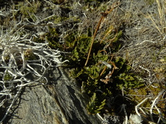 Anisotome flexuosa