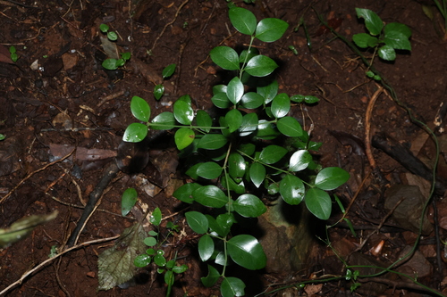 Image of Psydrax odoratus by (c) Greg Tasney, some rights reserved (CC BY-SA)