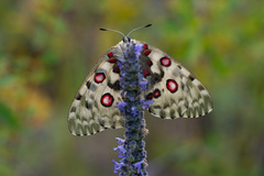 Parnassius nomion