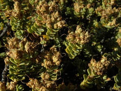 Veronica buchananii