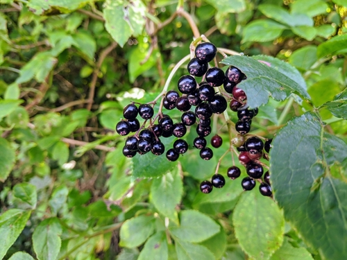 Sambucus nigra