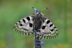 Parnassius nomion