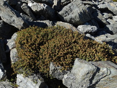 Veronica buchananii