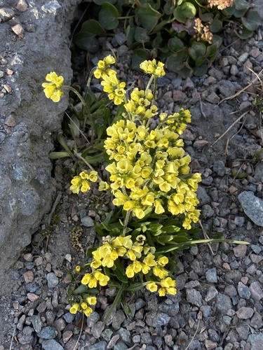 Alpine Whitlow-grass (Draba alpina)