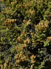 Veronica buchananii