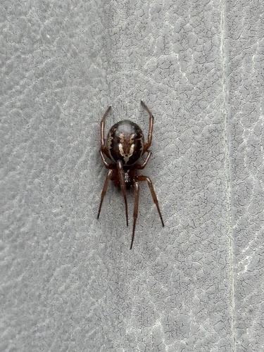 Noble False Widow, Zuid-Beveland, Wolphaartsdijk, Zeeland, NL, photo 8 of 10