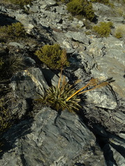 Aciphylla kirkii