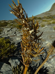 Aciphylla kirkii