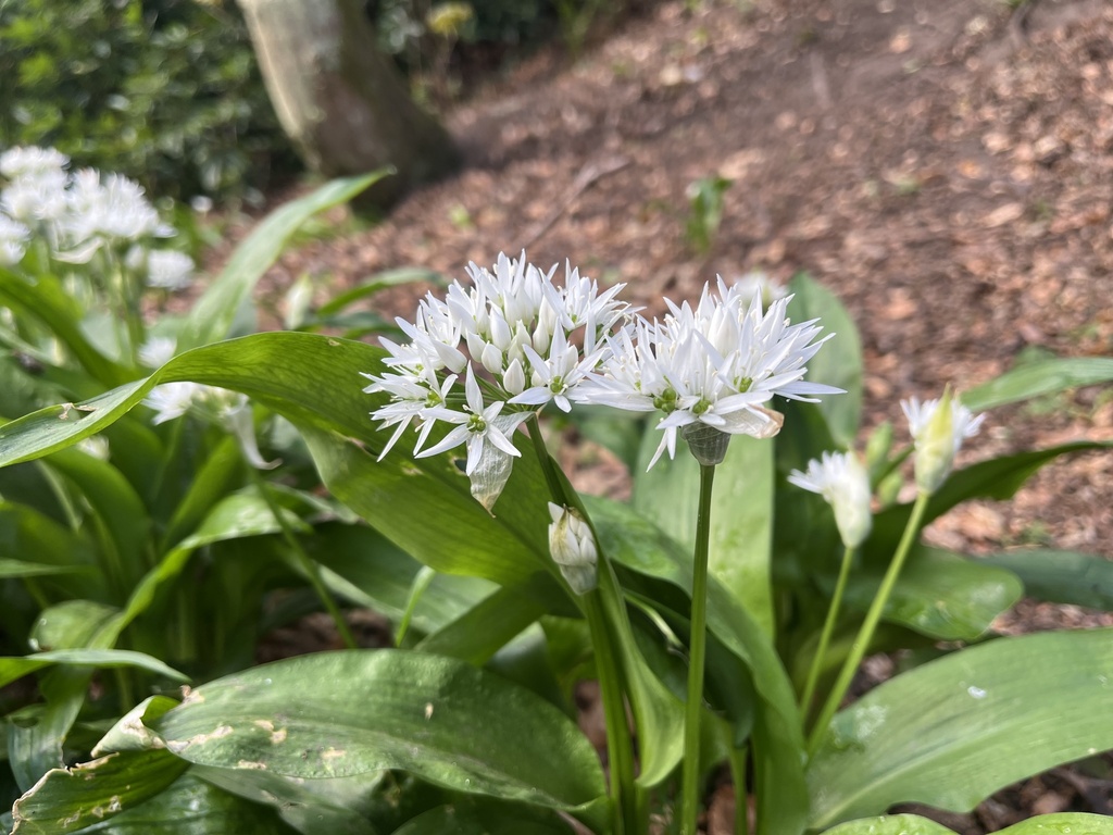 Ramsons from Aigburth Road, Liverpool, England, GB on 13 April, 2025 at ...
