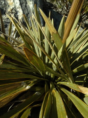 Aciphylla kirkii