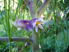 Solanum quitoense