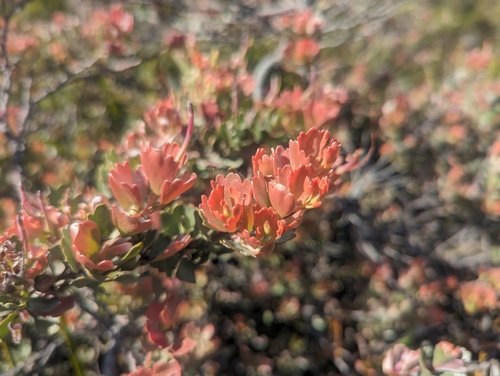 Image of Adenanthos cuneatus by (c) Caleb Catto, some rights reserved (CC BY)