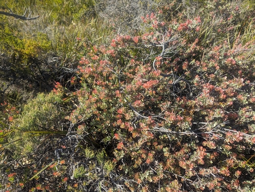 Image of Coastal Jugflower (Adenanthos cuneatus) by (c) Caleb Catto, some rights reserved (CC BY)