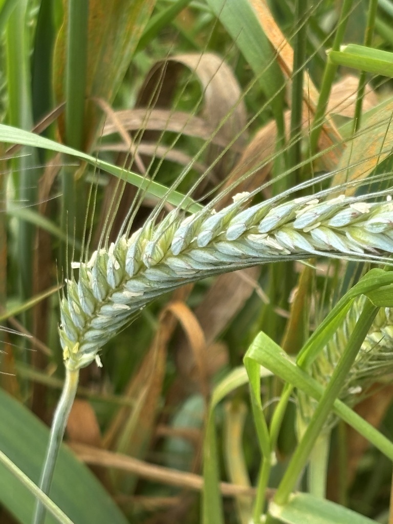 Grano tenero