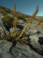 Aciphylla kirkii