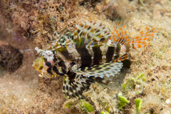 Dendrochirus barberi