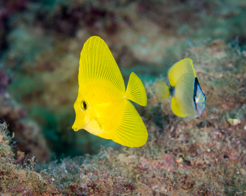 Yellow Tang