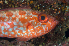 Heteropriacanthus carolinus