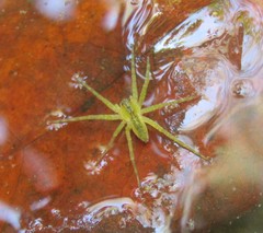 Dolomedes triton