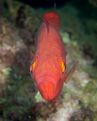 Priacanthus meeki