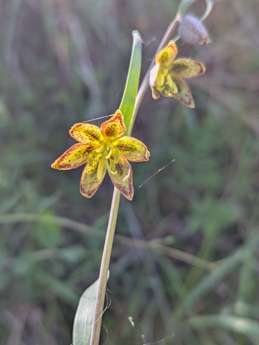 Image of Fritillaria micrantha by (c) louisiv826, some rights reserved (CC BY)