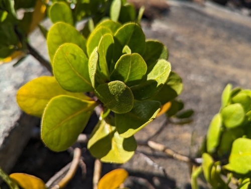 Sticky tailflower (Anthocercis viscosa)