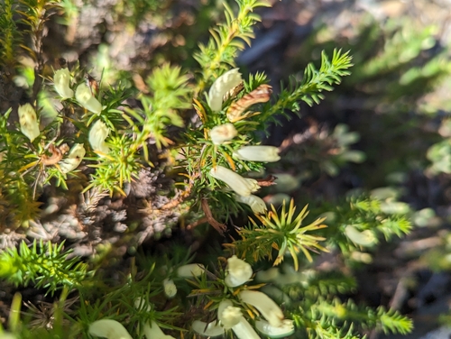 Image of Heath Leschenaultia by (c) Caleb Catto, some rights reserved (CC BY)