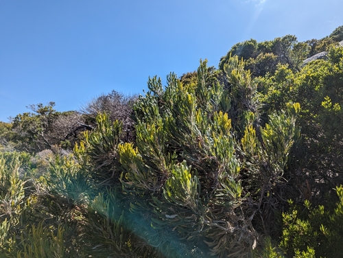 Image of Banksia formosa by (c) Caleb Catto, some rights reserved (CC BY)