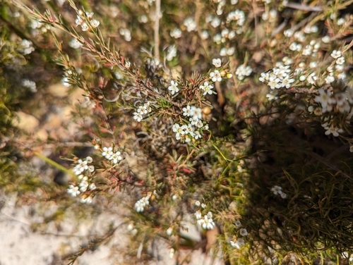 Image of Chamelaucium Ciliatum (Chamelaucium ciliatum) by (c) Caleb Catto, some rights reserved (CC BY)