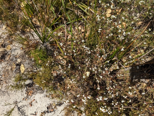 Image of Chamelaucium Ciliatum (Chamelaucium ciliatum) by (c) Caleb Catto, some rights reserved (CC BY)