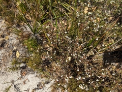 Chamelaucium ciliatum, photograph (c) Caleb Catto, some rights reserved (CC BY)