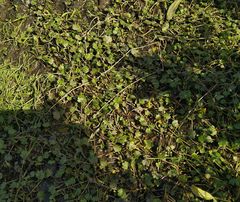 Halerpestes sarmentosa