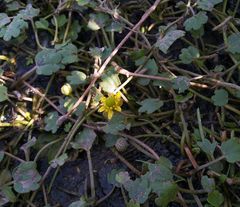 Halerpestes sarmentosa